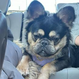 Dior - French Bulldog