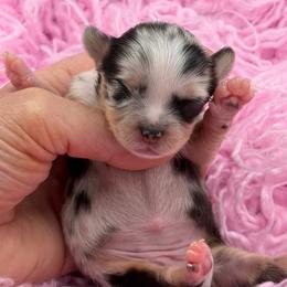 Lolly - Black and tan female Chihuahua puppy in Franklin, North Carolina from A&J Cutie Pawtooties