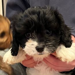 Baby F1 - Black and white male Cavapoo puppy in Garland, Kansas from 3W Ranch