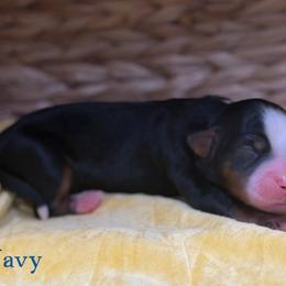 Navy - female Australian Mountain Doodle puppy in Henry, Illinois from Rowe Farms Doodles