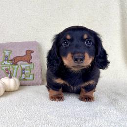 Totino Roll - Black and tan male Dachshund puppy in Phelan, California from Desert Sunset Dachshunds
