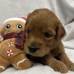 Goldendoodle puppies from Lance Doodle Farm