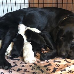 Labrador Retriever Puppies from Brazil’s Elite Labradors