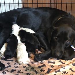 Labrador Retriever Puppies from Brazil’s Elite Labradors
