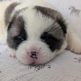 Boy 3 - White male Akita puppy in South Carolina from Sierra Mountain Akitas