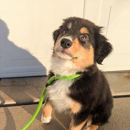 Beetle - Ready Now - Black tri-color male Australian Shepherd puppy in Roy, Utah from Sage House Pups