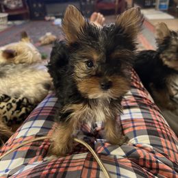 Girl 1 - Black and tan female Yorkshire Terrier puppy in Scranton, Arkansas from Trennas Rotten Yorkies