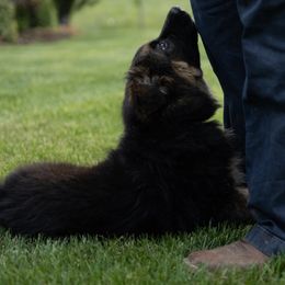 German Shepherd Puppies from Von Becks German Shepherds