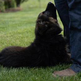 German Shepherd Puppies from Von Becks German Shepherds