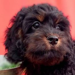 Cockapoo, Cocker Spaniel, and Poodle Puppies from MoonShine Babies Cockapoos and Poodles