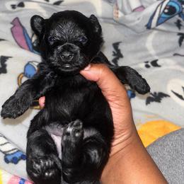 Froggy 2000 - Black male Yorkipoo puppy in Gastonia, North Carolina from Banks Dynasty Kennel