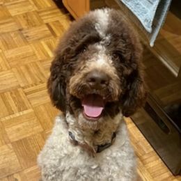 Bernedoodles and Poodles from High Hopes Doodles