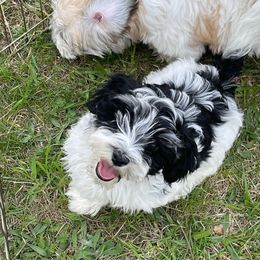 Jazz - Black and white female Havanese puppy in Milford, New Jersey from Wyndward Havanese