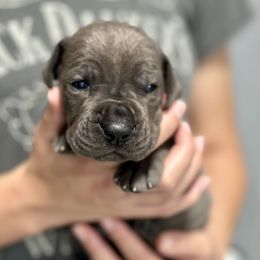 Great Dane Puppies from Blue Thunder Danes