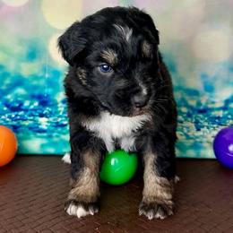 Comet - Black tri-color female Australian Shepherd puppy in West Union, Iowa from Boundless Hearts Australian Shepherds LLC
