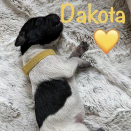 Girl 3 - female German Shorthaired Pointer puppy in Conroe, Texas from The Tipsy Rabbit