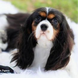 Dahlia - Cavalier King Charles Spaniel
