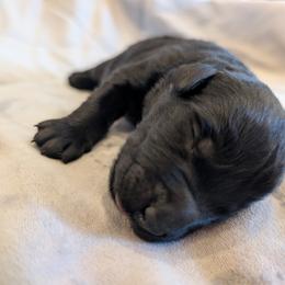AKC Astrid - Black female Giant Schnauzer puppy in Tombstone, Arizona from Vanguard Giants