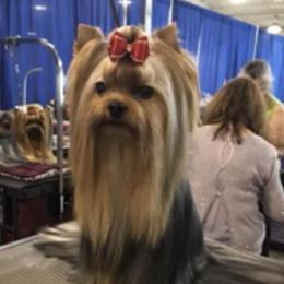 Yorkshire Terriers from Star Shine Yorkies