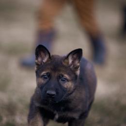 Teal collar - Sable female German Shepherd puppy in Prospect, Connecticut from Di Massimo Canile