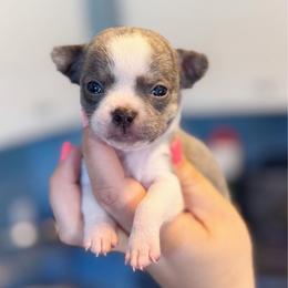 Beast - Blue brindled fawn male Chihuahua puppy in Holt, Michigan from My Crzy Chihuahuas