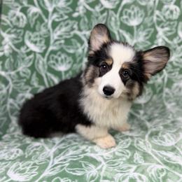 Lady - Black and tan female Pembroke Welsh Corgi puppy in Columbia, Tennessee from Wiggle B Ranch Corgis