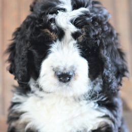 Bernedoodle Puppies from Richardville Hunde