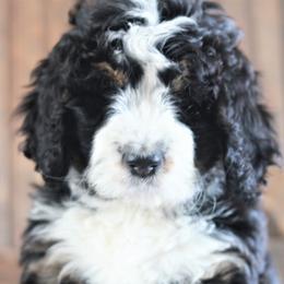 Bernedoodle Puppies from Richardville Hunde