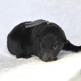 Gray - Black male German Shepherd puppy in Louisburg, North Carolina from C6 Ranch & Shepherds