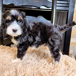 Lily - Tri-color female Bernedoodle puppy in Tyner, Kentucky from Good Dog Doodles