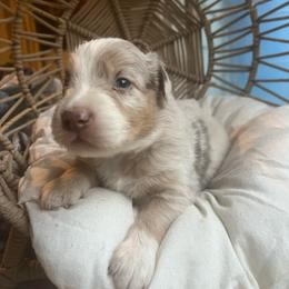 Phoenix - Red merle male Australian Shepherd puppy in Grants Pass, Oregon from Carmel Mountain Aussies