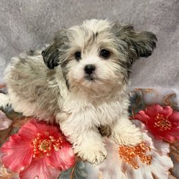Boy 2 white-silver - White male Morkie puppy in Concord, California from Puppy Boutique