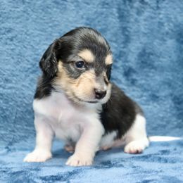 Tri Tip (Blue Band) - Piebald male Dachshund puppy in Raleigh, North Carolina from McLovin Doxies