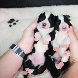 Border Collie and Maremma Sheepdog Puppies from 2J 2K Border Collies & Maremma Sheepdogs
