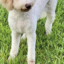 Goldendoodles from Houstonwehavedoodles