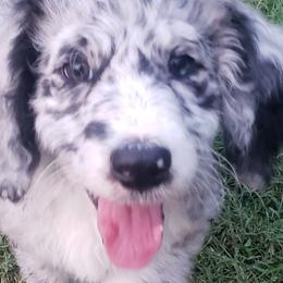 Aussiedoodles and Australian Shepherds from Cedar Stone Aussiedoodles