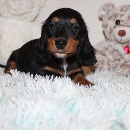 Girl 2 - Black and tan female Dachshund puppy in Craig, Colorado from Rocky Mountain Shih Tzus and Dry Creek Miniature Dachshunds