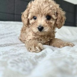 Leo - Apricot male Poodle puppy in Westminster, Colorado from Nasty