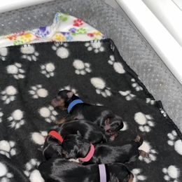 Yorkshire Terrier Puppies from Suttons Yorkies