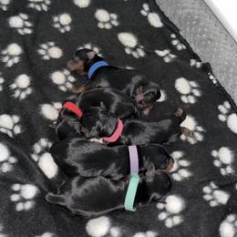 Yorkshire Terrier Puppies from Suttons Yorkies