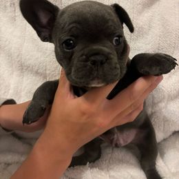 French Bulldog Puppies from Wyo frenchies