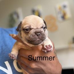 Summer (The Tiny Trailblazer) - Fawn female French Bulldog puppy in Newport News, Virginia from Emotional Support Babies