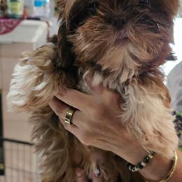 Hercules - Liver and white male Shih Tzu puppy in Middleburg, Florida from Furby Shih Tzu Family & Friends