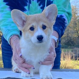 Pembroke Welsh Corgi Puppies from Timberside