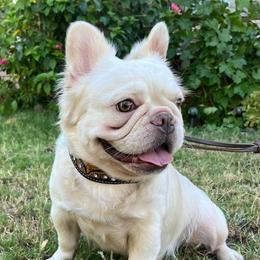 Brulee - French Bulldog