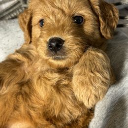 French Bulldog, Goldendoodle, and Golden Retriever Puppies from SoCalFamilyFrenchies, Doodles and more