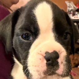 Pink Collar Girl - White female Boxer puppy in East Longmeadow, Massachusetts from Boxer Bliss