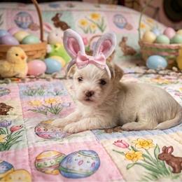 Romeo - White male Morkie puppy in Fall River, Massachusetts from Exquisite Babydoll Morkies and Yorkies