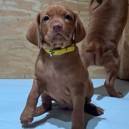 Miss Yellow - Golden rust female Vizsla puppy in Agua Dulce, California from Waterfall Ranch Hungarian Vizslas