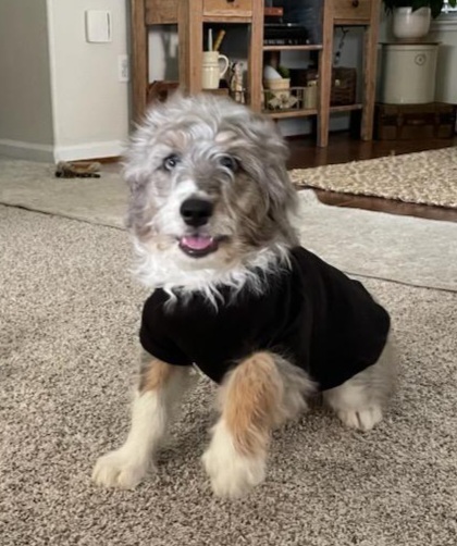 Aussiedoodle Puppies from House Merrills Minis and Doodles